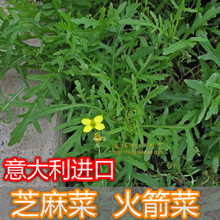 【意大利芝麻菜种子】 野菜种子 火箭生菜 阳台盆栽蔬菜 特菜种子