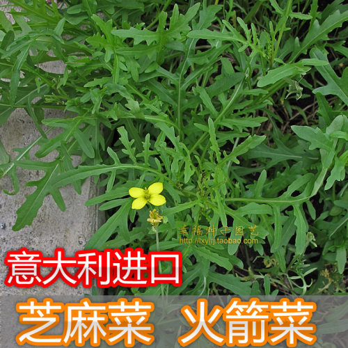 沙拉菜种子盆栽蔬菜西餐常用蔬菜