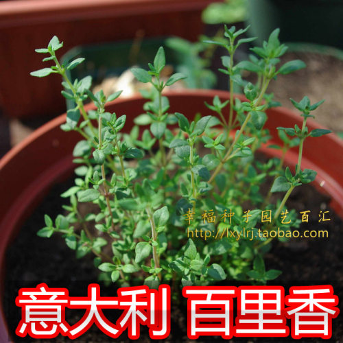 意大利法国西餐地椒香草种子