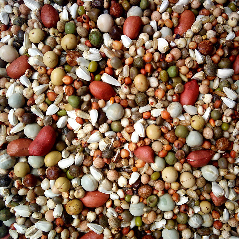 鸽粮花生款赛动力无玉米