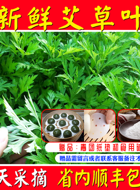 新鲜食用艾草叶野菜青团糍粑粑清明果嫩艾叶艾蒿艾米果当天现摘