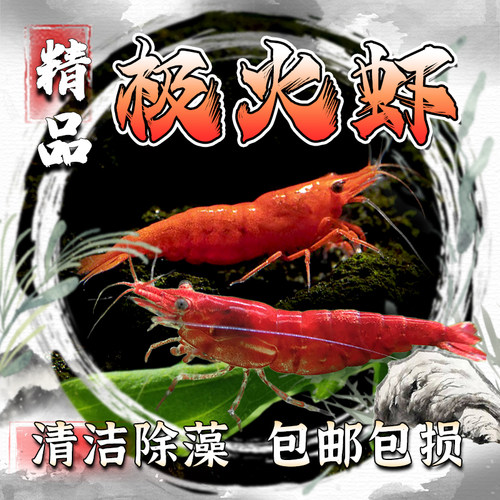 极火虾清洁虾大号抱卵
