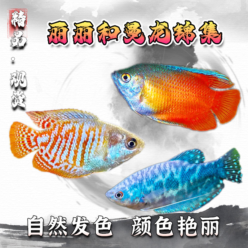 曼龙鱼五彩丽丽鱼热带观赏鱼黄金马甲珍珠马甲丝足鱼群游鱼观赏鱼