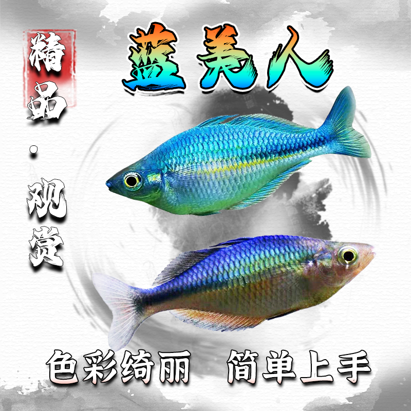 美人鱼蓝美人鱼热带观赏鱼