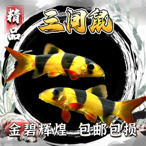 水宠三间鼠小丑泥鳅工具鱼好养