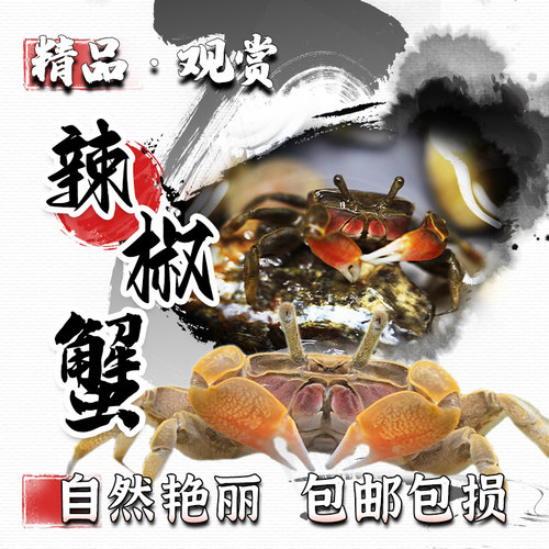 迷你蟹辣椒蟹观赏蟹底栖动物
