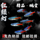 红绿灯鱼宝莲灯小型灯科鱼淡水好养耐活热带鱼观赏鱼草缸群游活体