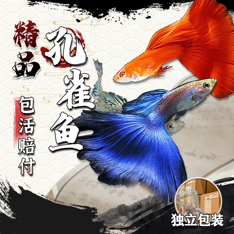 孔雀鱼精品纯种凤尾鱼观赏鱼活体淡水鱼小型热带鱼大耳孔雀胎生鱼
