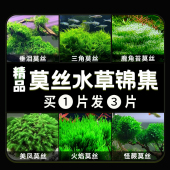 莫斯水草三角莫斯凤尾火焰鹿角苔造景沉球躲避屋淡水净化水质水草