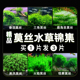 莫斯水草三角莫斯凤尾火焰鹿角苔造景沉球躲避屋淡水净化水质水草