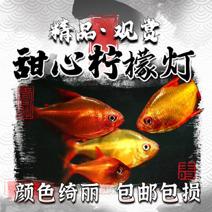 甜心柠檬灯鱼小型观赏鱼进口超级甜心檸檬灯热带水草缸群游活体鱼