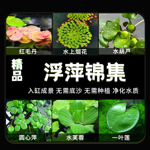 浮萍水草水芙蓉葫芦浮性兔耳水草