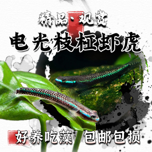 电光枝桠虾虎西蒙氏枝桠虾虎鱼淡水冷水饲养原生除藻清洁工具鱼