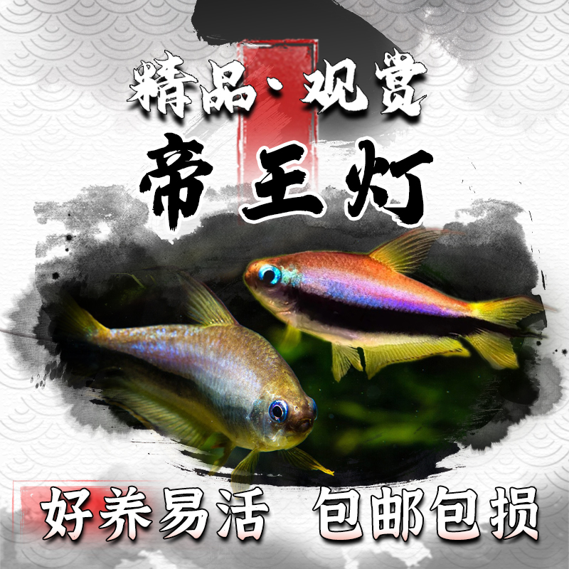 蓝国王灯帝王灯草缸小型观赏鱼