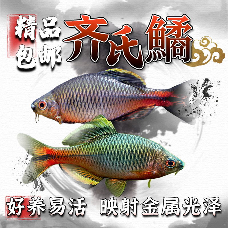 齐氏鳑鲏观赏鱼广东泉州杭州小型鳑鲏原生冷水鱼溪流鱼旁皮活体鱼