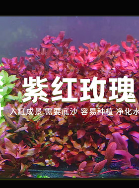 紫红玫瑰水草易养活丁香鱼缸造景