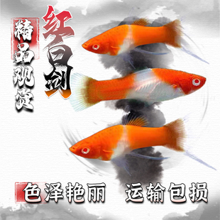 红白剑小型热带胎生鱼红箭鱼易养易繁殖发财鱼剑尾凤尾鱼观赏鱼