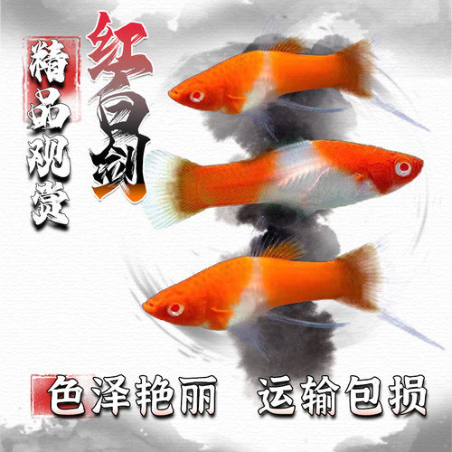 红白剑小型热带鱼红箭鱼