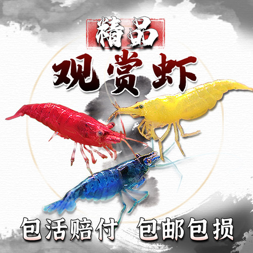 观赏虾黑壳极火樱花琉璃活体淡水