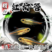 红灯管鱼霓虹玻璃灯鱼透明玻璃热带鱼水族宠物草缸群游观赏灯科鱼