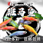 荧光斑马鱼冷水观赏鱼小型鱼热带观赏鱼宝莲灯热带鱼新手闯缸群游