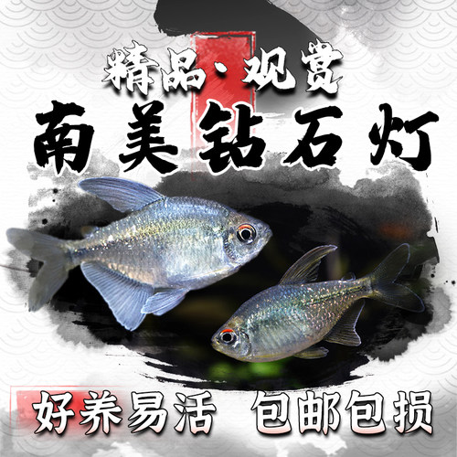 南美钻石灯闪光直线脂鲤南美进口小型淡水热带观赏鱼灯科鱼群游鱼