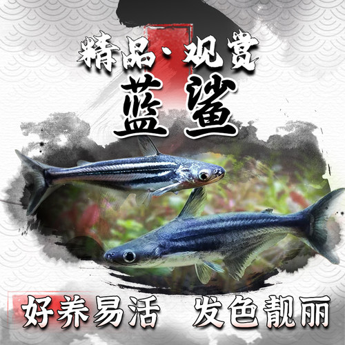 精品蓝鲨观赏鱼清洁鲨