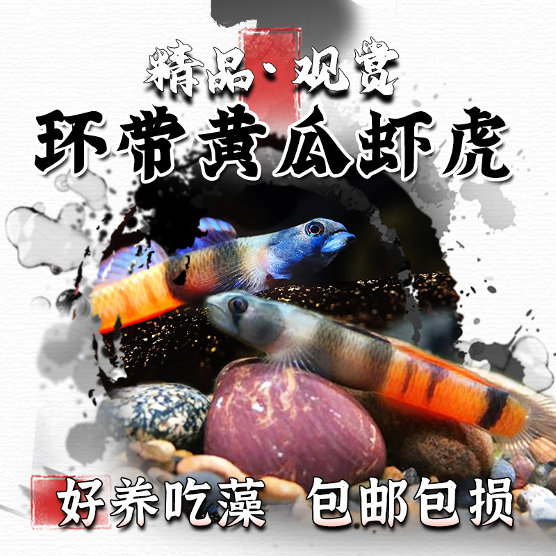 环带黄瓜枝桠虾虎冷水饲养除藻