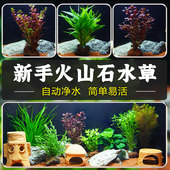 火山石水草懒人水草蜈蚣草水榕植物鱼缸水草造景底砂套餐阴性真草