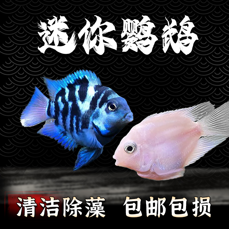 迷你鹦鹉鱼热带观赏鱼宝蓝白金迷你鹦鹉繁殖种鱼淡水活体好养易活