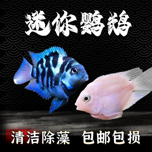 迷你鹦鹉热带鱼观赏鱼白金鹦鹉