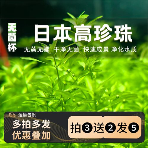 无菌杯日本高珍珠水草造景专用