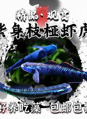 紫身枝桠虾虎集锦原生虾虎冷水养