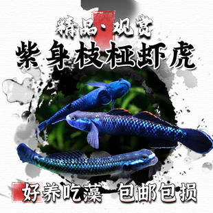 紫身枝桠虾虎原生虾虎鱼除藻素食清洁鱼缸冷水饲养淡水小型鱼