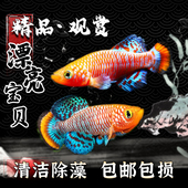漂亮宝贝鳉贡氏圆尾鳉科鱼热带观赏鱼漂亮 宝贝鱼淡水小型鱼活体