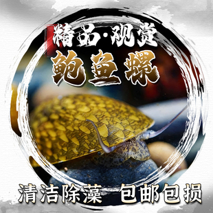 鲍鱼螺鱼缸观赏螺宠物螺除藻洁刷缸活体草缸清洁螺工具螺
