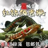 红钻爬岩鳅贵州爬岩鳅吸鳅琵琶双吸盘冷水清道夫不加温清洁工具鱼