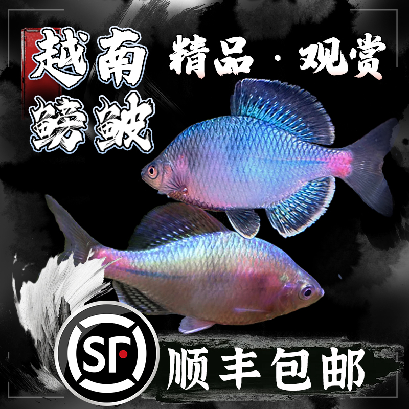 越南鳑鲏鳑鲏冷水原生草缸小型鱼