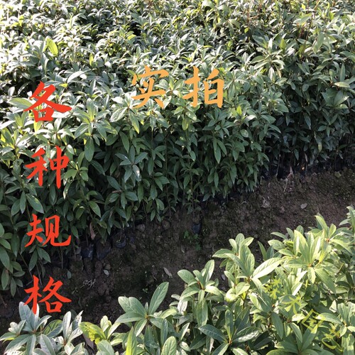 正宗四川金丝楠木树苗桢楠树苗名贵庭院园林绿化室外四季常绿名木