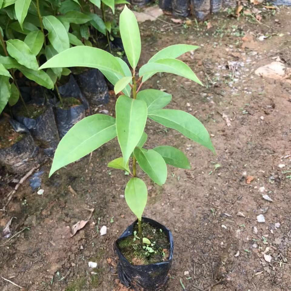 香樟树苗龙脑樟树驱蚊驱虫小叶香
