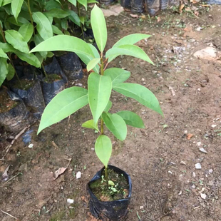 香樟树苗龙脑樟树驱蚊驱虫小叶香樟木树名贵苗木庭院绿化风景大树