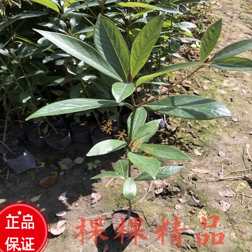 正宗四川金丝楠木树苗桢楠树苗名贵庭院园林绿化室外四季常绿名木