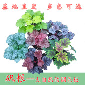 包邮 矾根植物盆栽中苗组合套餐耐寒阳台花园庭院室内四季 观叶花卉
