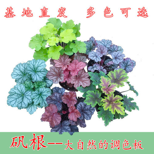 矾根盆栽阳台彩叶草庭院耐寒植物