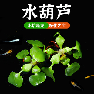 水葫芦水草鱼池造景鱼缸和鱼共养净化水质养鱼水上植物浮萍水草