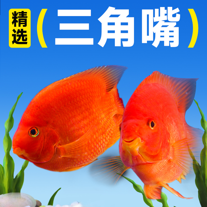 血红鹦鹉鱼苗财神元宝鱼风水招财鱼好养耐活鱼淡水大型热带观赏鱼
