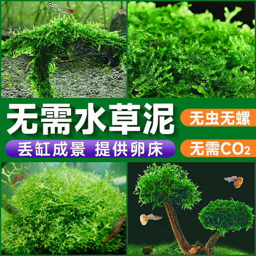 yee莫斯水草树鱼缸造景莫斯珊瑚