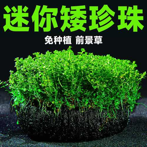无需底砂水草yee迷你矮珍珠新手