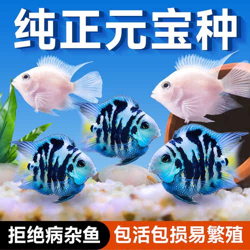 活体迷你鹦鹉鱼三湖观赏宝蓝淡水