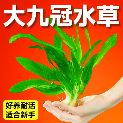 yee九冠水草阴性水草好养耐活